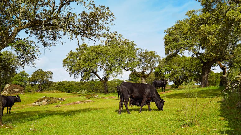 Excursión ganadería toros bravos