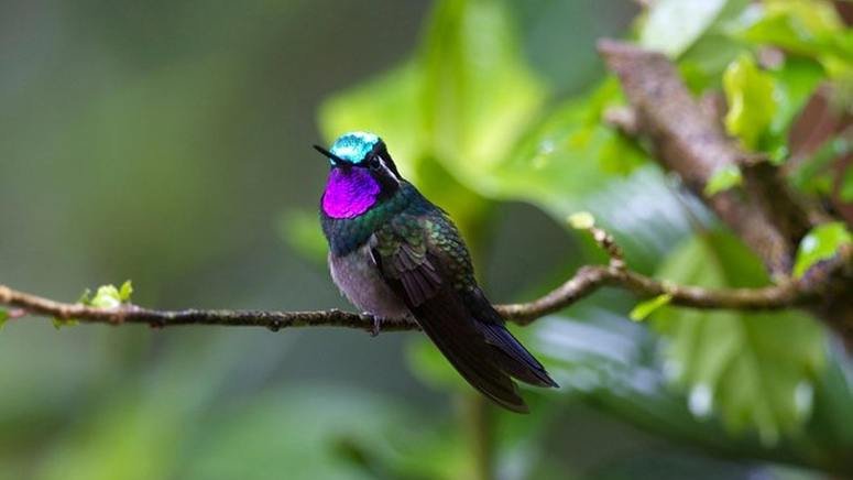 Ruta bosque nuboso Monteverde