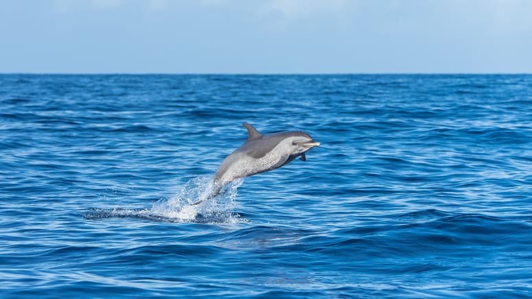 avistamiento delfines cuevas algarve