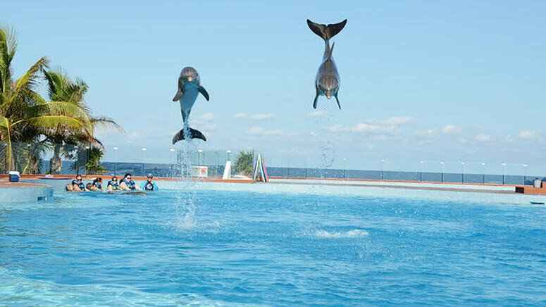 Nadar delfines Tulum