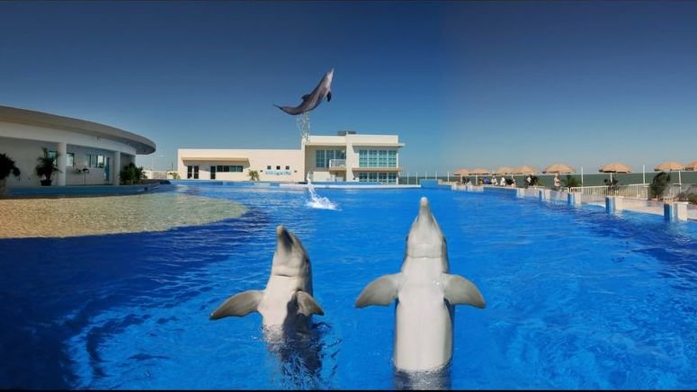 Nadar delfines Florida