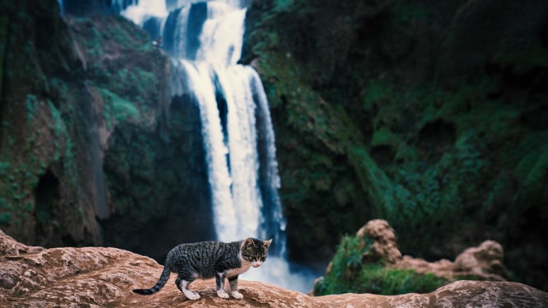 Excursión a las cascadas de Ouzoud desde Marrakech