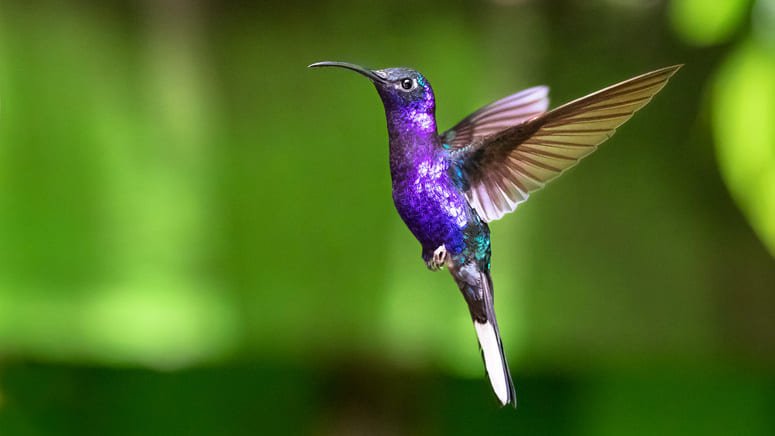 Tour especial observación aves Bosque Nuboso