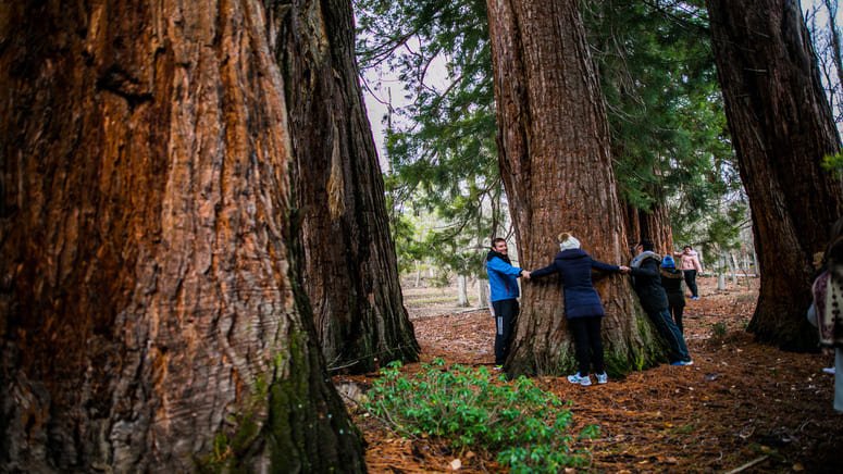 Excursión a los bosques de secuoyas en La Losa