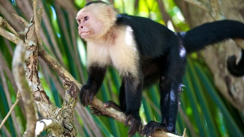 Excursión privada Parque Manuel Antonio