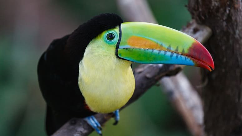 Tour especial observación aves Bosque Nuboso