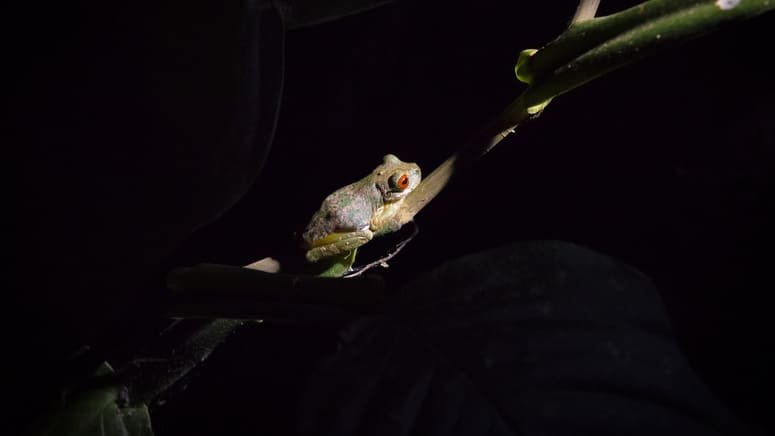Paseo nocturno y tirolina en Monteverde
