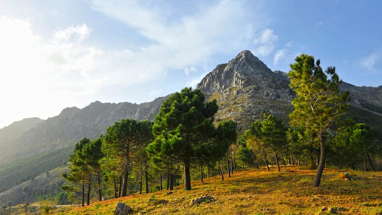 Excursión Pueblos Blancos y  Ronda dos días