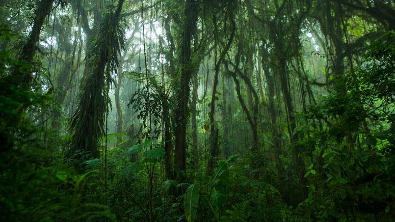 Ruta bosque nuboso Monteverde