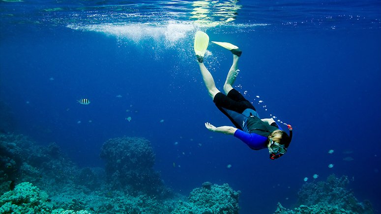 snorkel-avistamiento-tortugas-tenerife