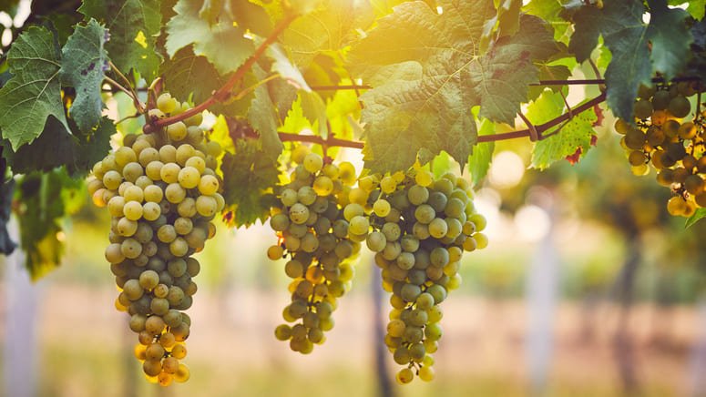 Descubre Vino Verde