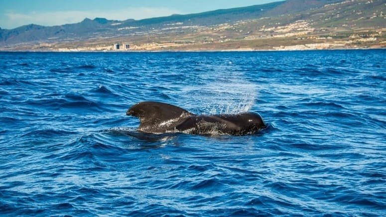 excursión barco avistamiento cetáceos tenerife