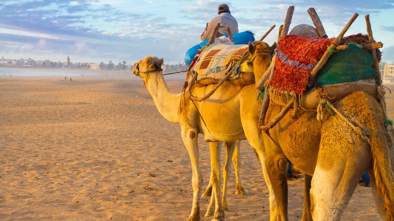Paseo camello Agadir