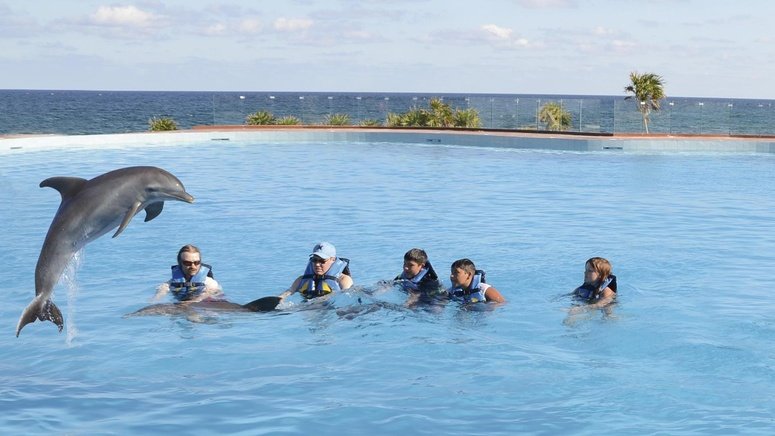 Nadar delfines Tulum