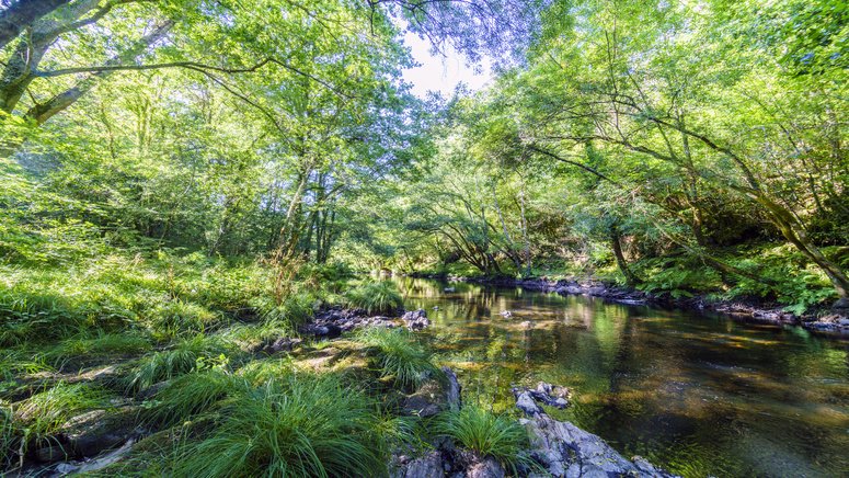 baño bosque