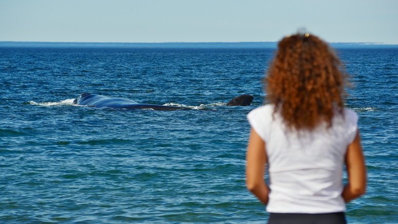 Excursión Península Valdés