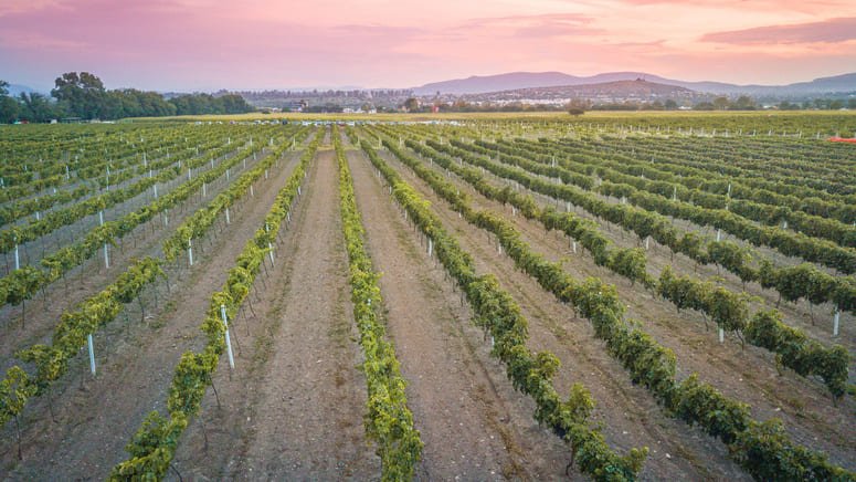 Visita Vineyard y Peña de Bernal en un solo día