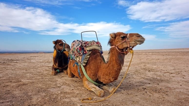 Excursión privada desierto Agafay Atlas pueblos bereberes