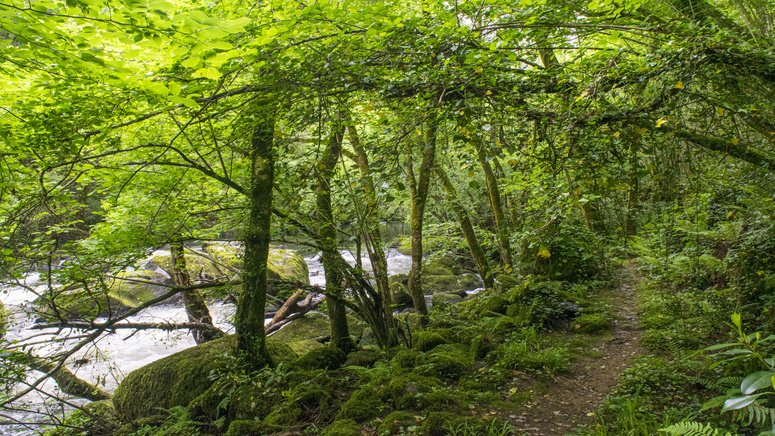 baño bosque