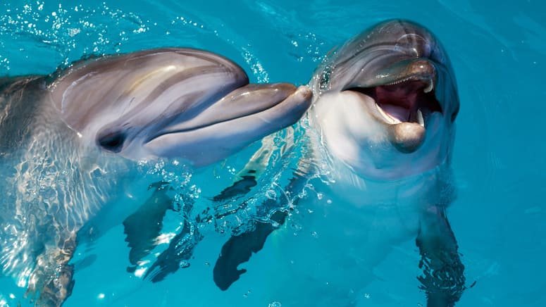 avistamiento delfines cuevas algarve