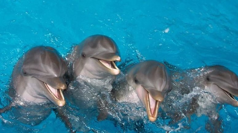 Nadar delfines Florida