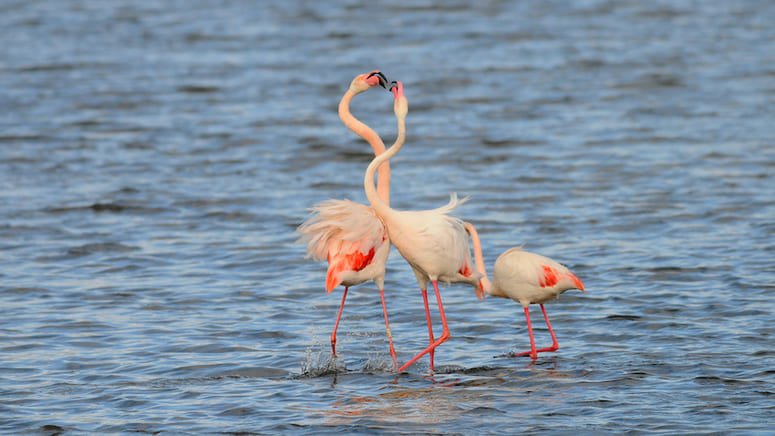 Excursión dos días Doñana desde Sevilla