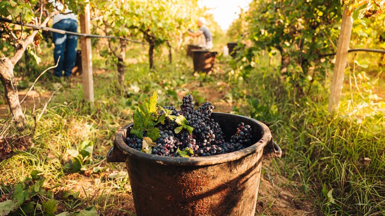 Visita Vineyard y Peña de Bernal en un solo día