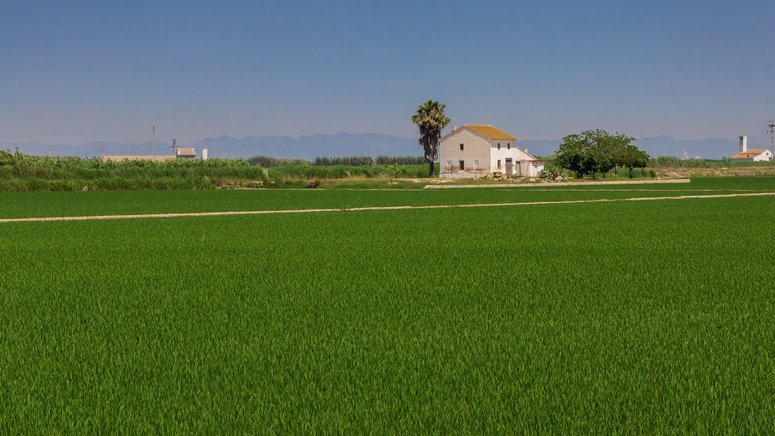 Tour centro Valencia paseo barca Albufera 
