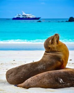 Excursión a la playa Tortuga Bay y tour por la bahía