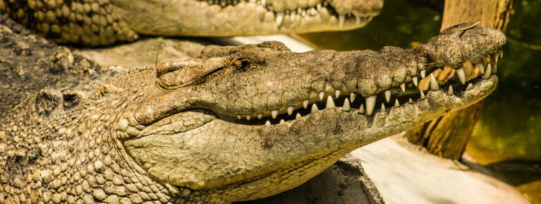 Excursión Crocoparc