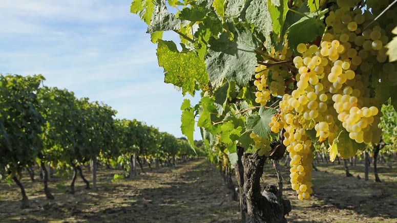 ruta vino y langosta Puerto Nuevo