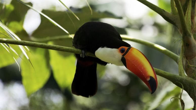 Excursión Bioparque Temaiken