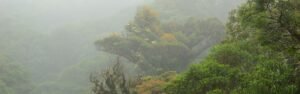 Tour transporte Bosque Nuboso Natural Monteverde