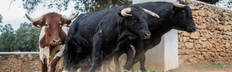 Excursión ganadería toros bravos