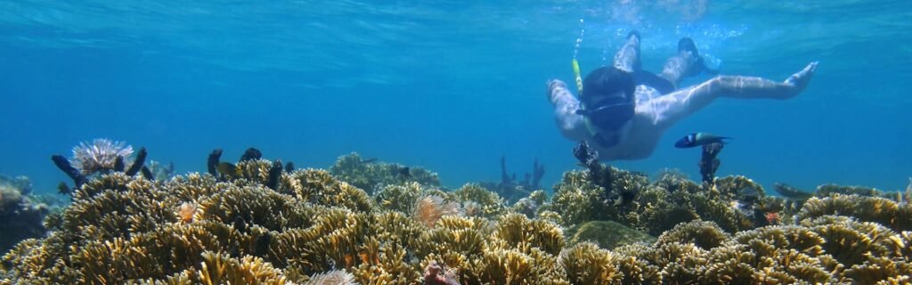 Paseo barco y snorkel Golfo Dulce