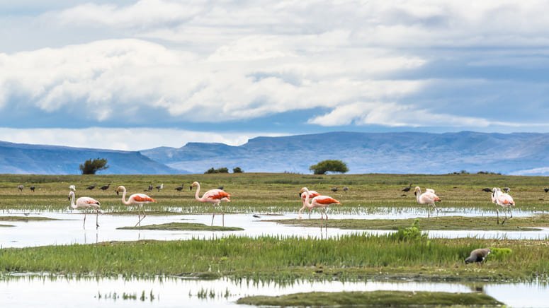 Tour El Calafate