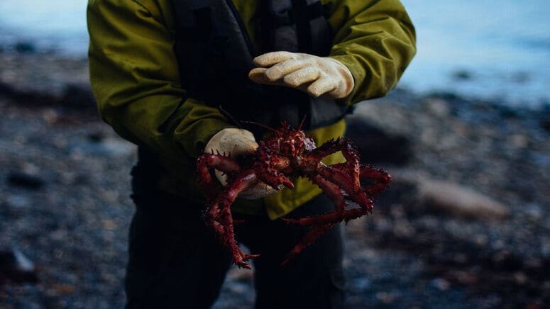 Excursión de pesca de cangrejo real en el canal Beagle