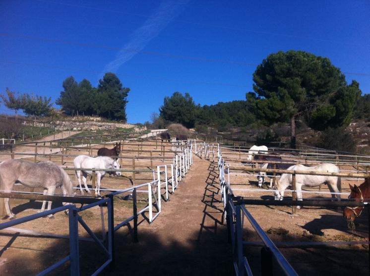Visita a la bodega Miquel Jané y ruta a caballo
