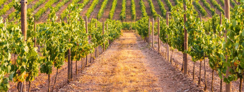 Descubre Vino Verde