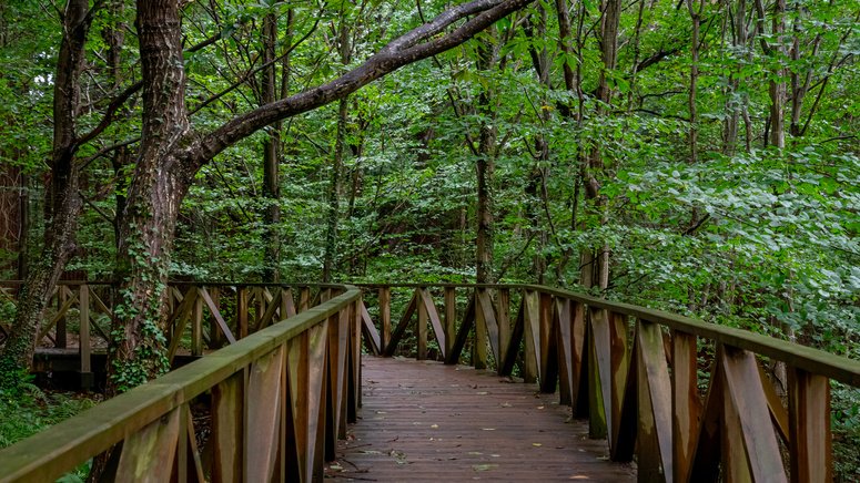 tour comillas bosque secuoyas cabezon sal