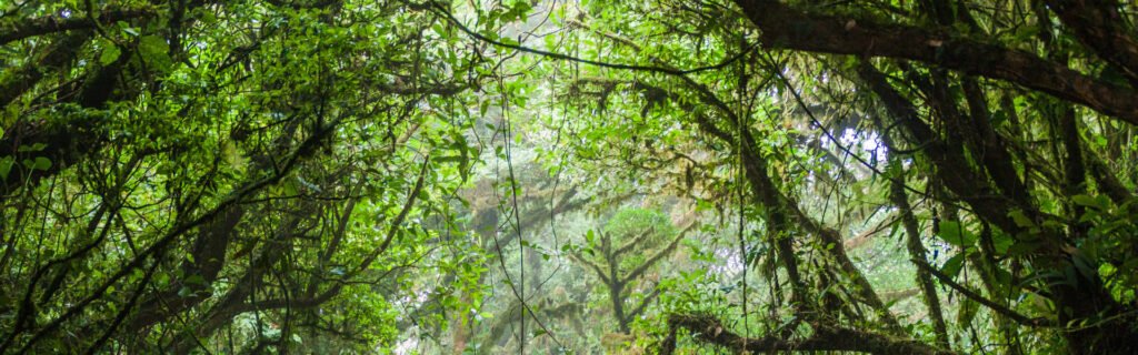Ruta bosque nuboso Monteverde