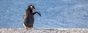 Avistamiento de pingüinos por el canal Beagle + almuerzo marino