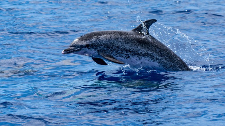 Disfruta de un avistamiento de delfines y ballenas