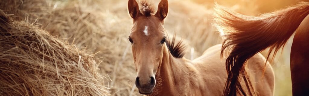 Visita a la bodega Miquel Jané y ruta a caballo
