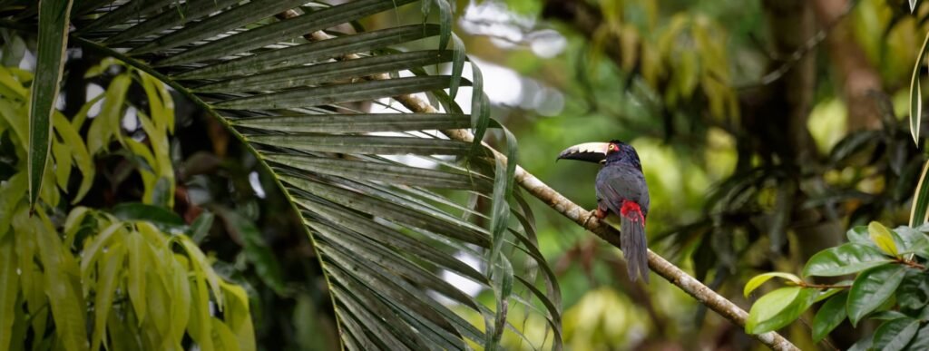 Senderismo por el Parque Nacional Soberanía
