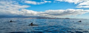 excursion teide avistamiento ballenas delfines