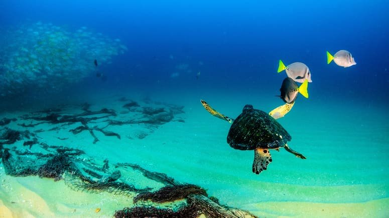 Paseo barco y snorkel Golfo Dulce