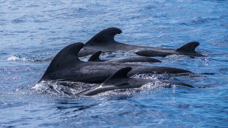 Disfruta de un avistamiento de delfines y ballenas