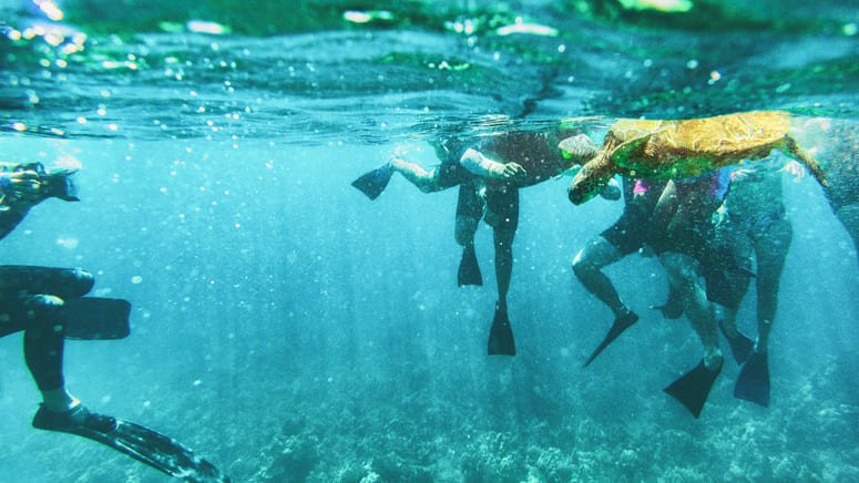 Paseo barco y snorkel Golfo Dulce