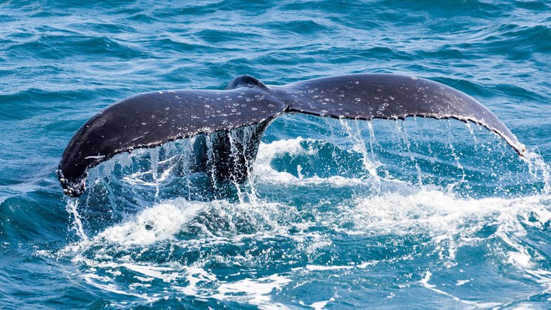 Disfruta de un avistamiento de delfines y ballenas